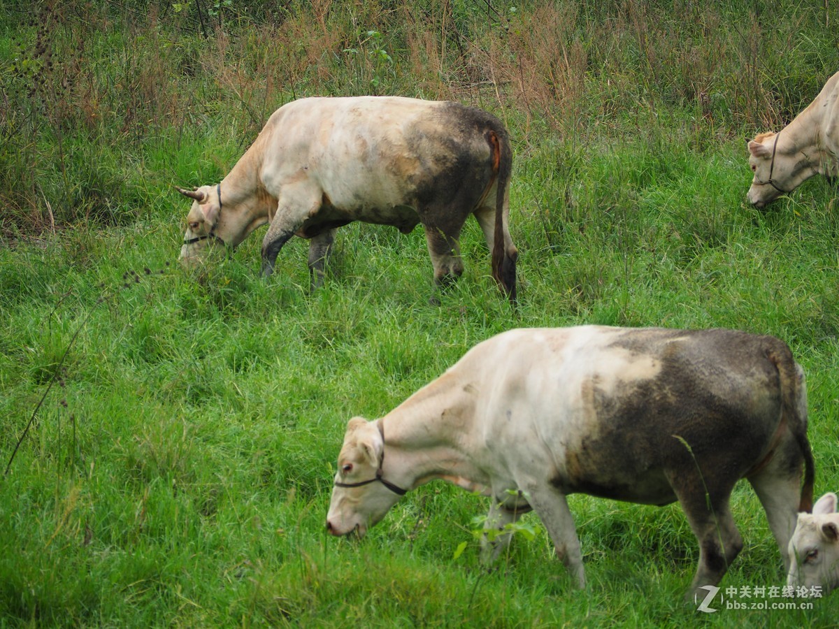 老牛吃草