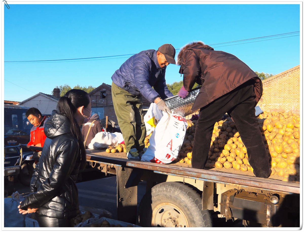 中秋节前，冬储土豆上市了。