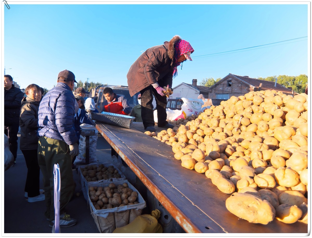 中秋节前，冬储土豆上市了。
