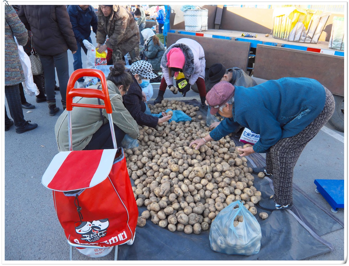 中秋节前，冬储土豆上市了。