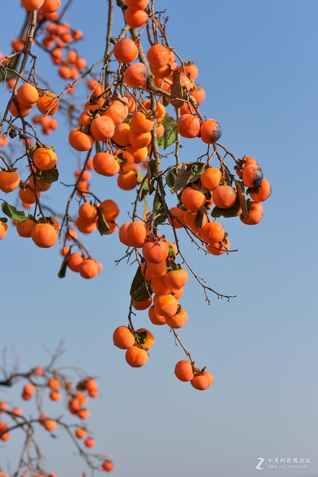 熟透的柿子熟透的秋