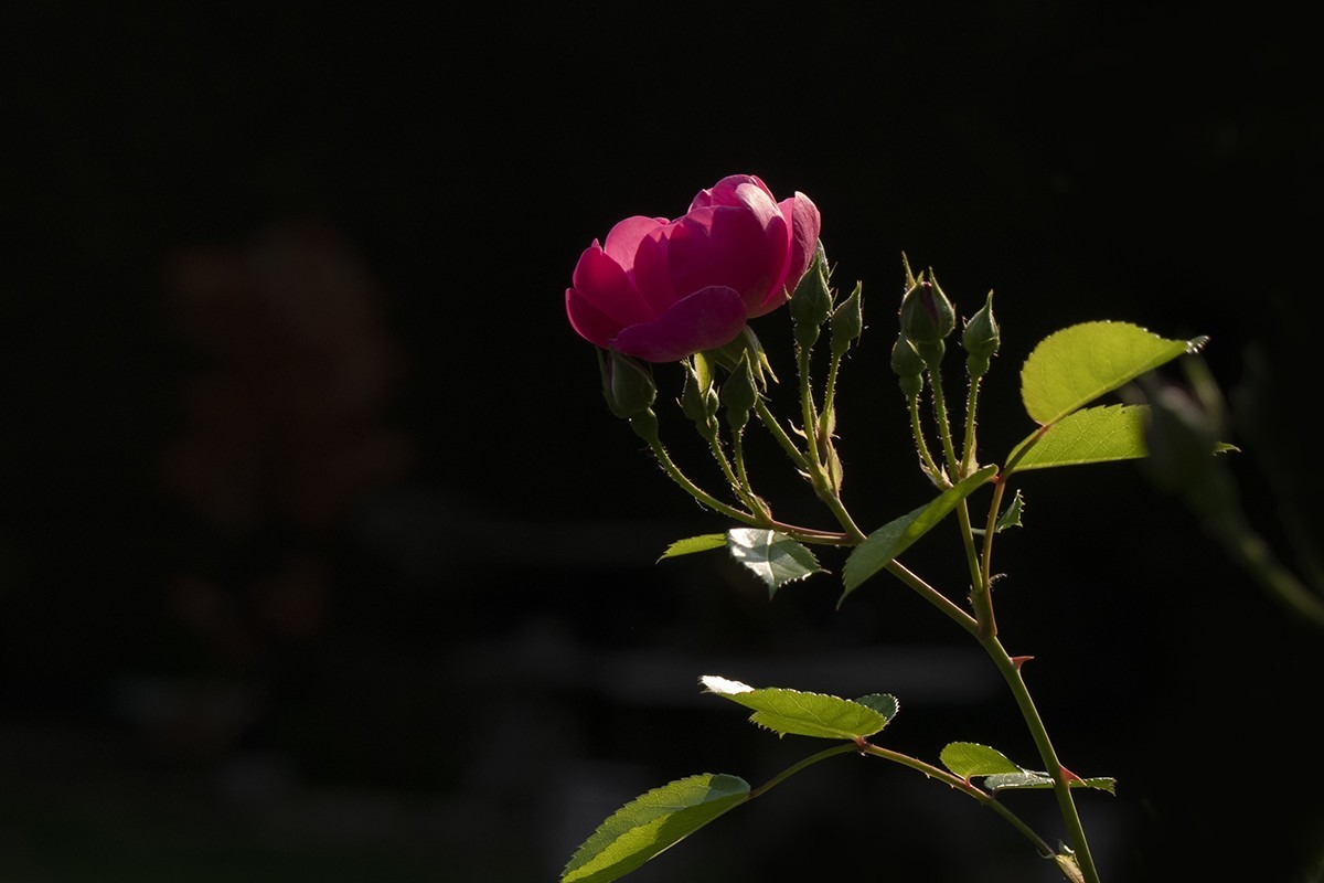 #版主坐堂#小五星空(中国)2018年四月精品荟萃