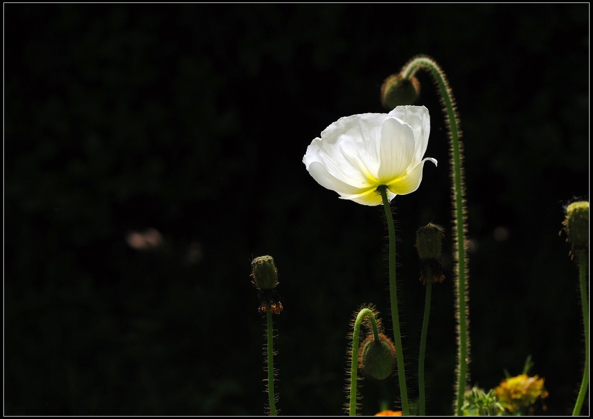 #版主坐堂#小五星空(中国)2018年四月精品荟萃