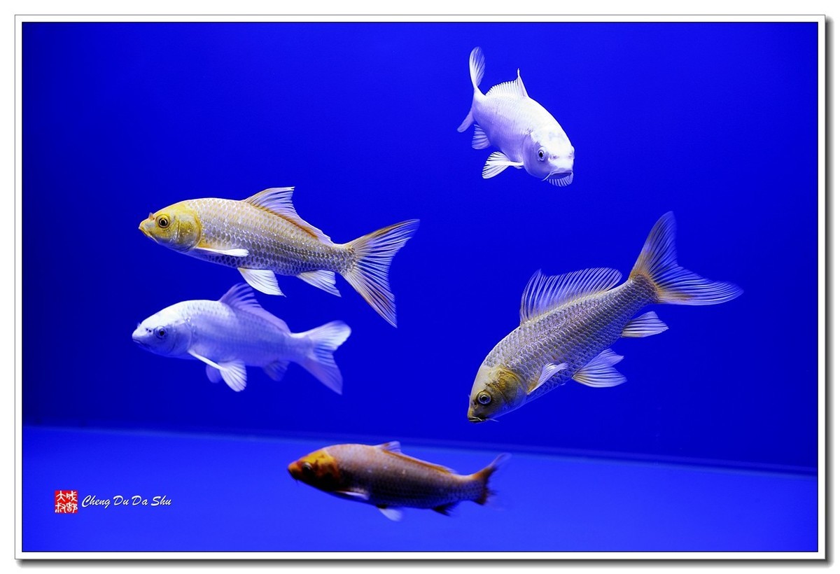 #版主坐堂#小五星空(中国)2018年四月精品荟萃