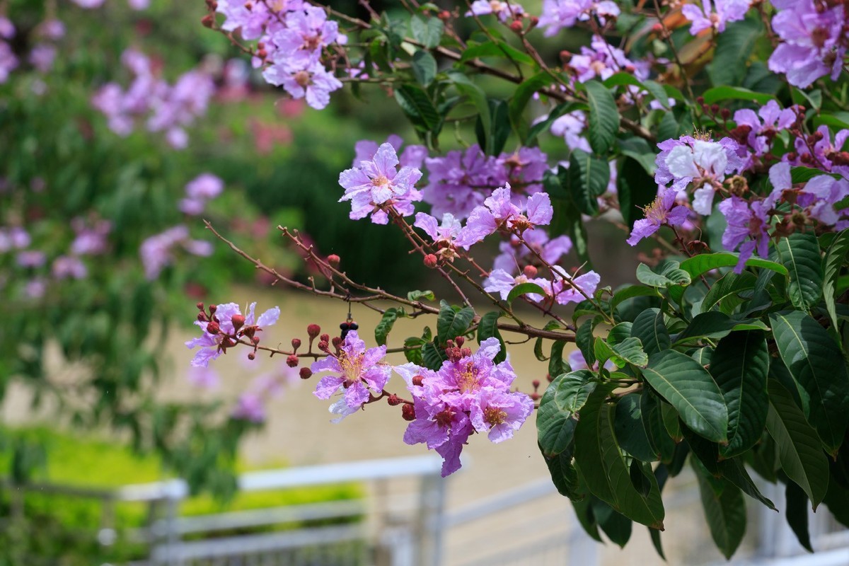 小小白镜头拍风景 花卉片