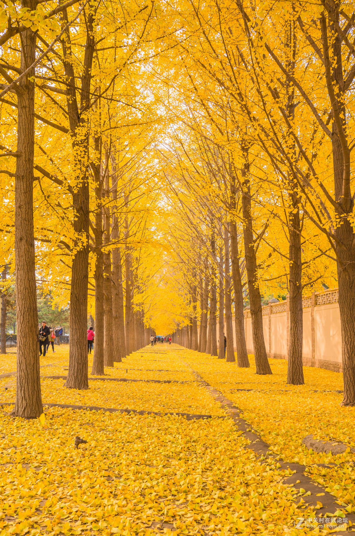 钓鱼台国宾馆银杏大道拍摄