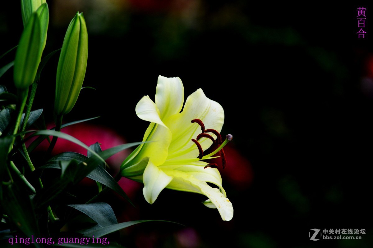 尼康花卉摄影作品，
