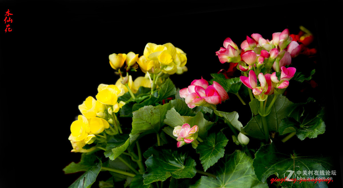 尼康花卉摄影作品，