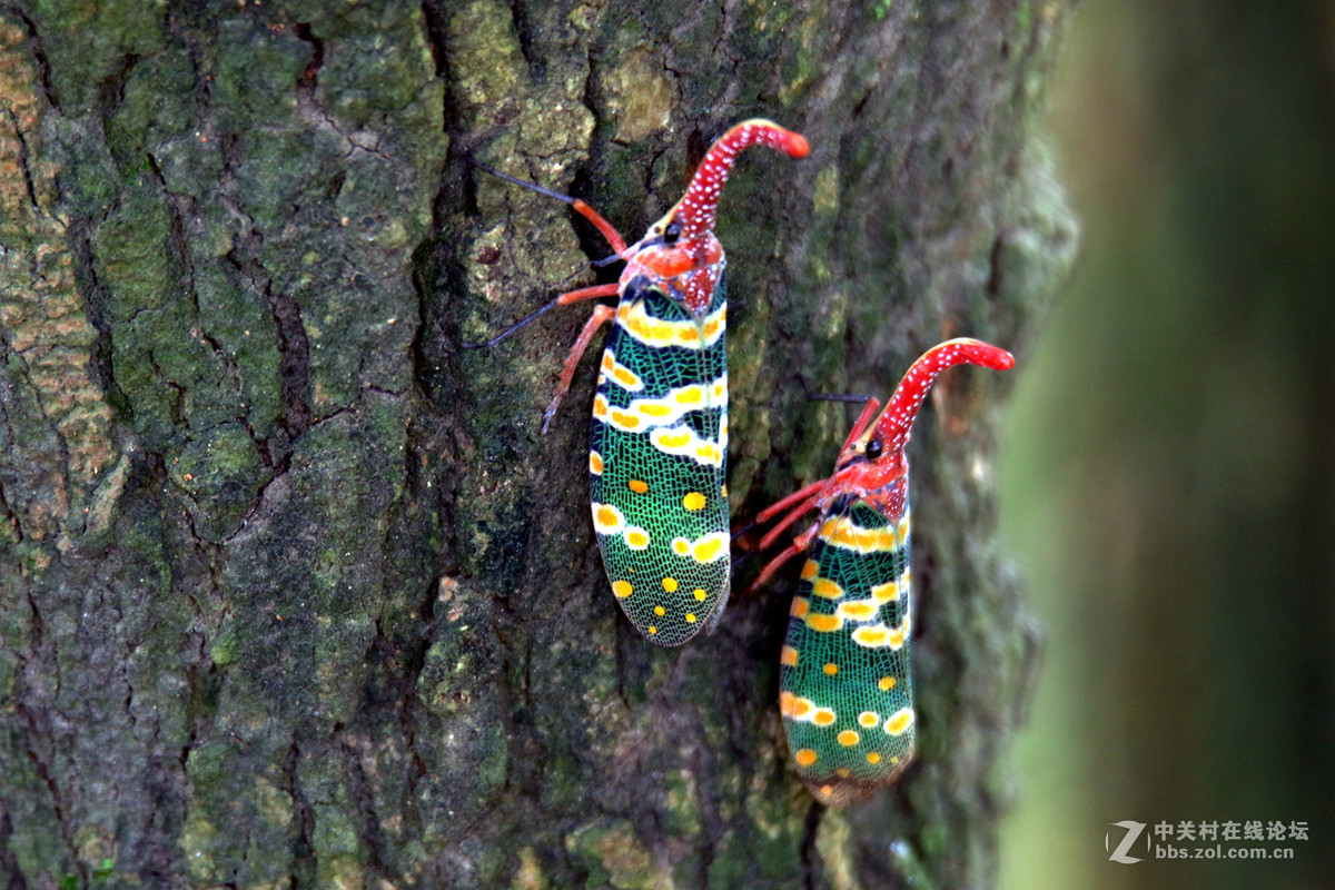 树阴下的龙眼鸡