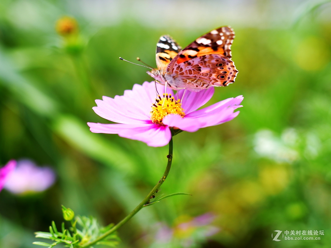 花蝴蝶