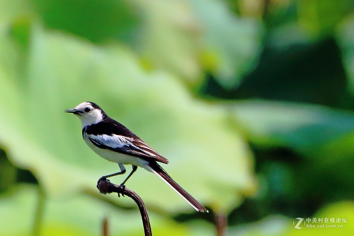 荷花上的白鹡鸰续