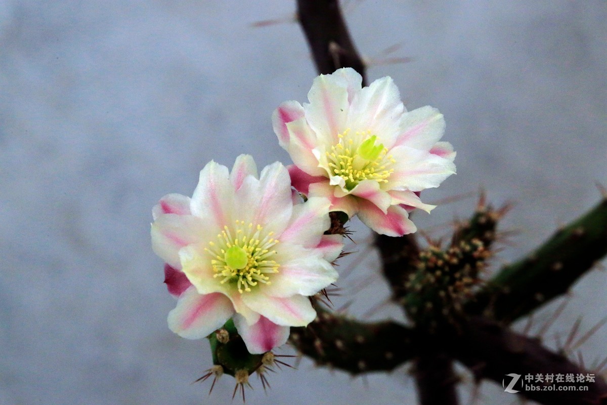 鹿角梅开花了