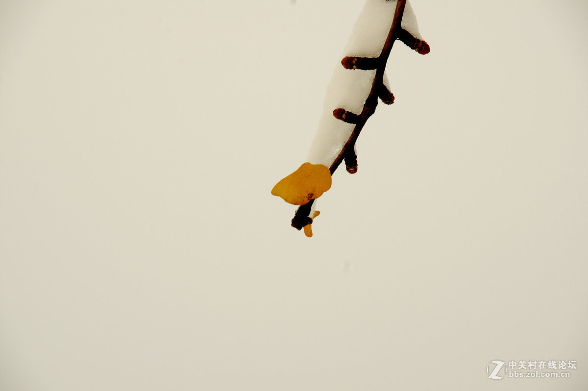 白皑皑一点黄色