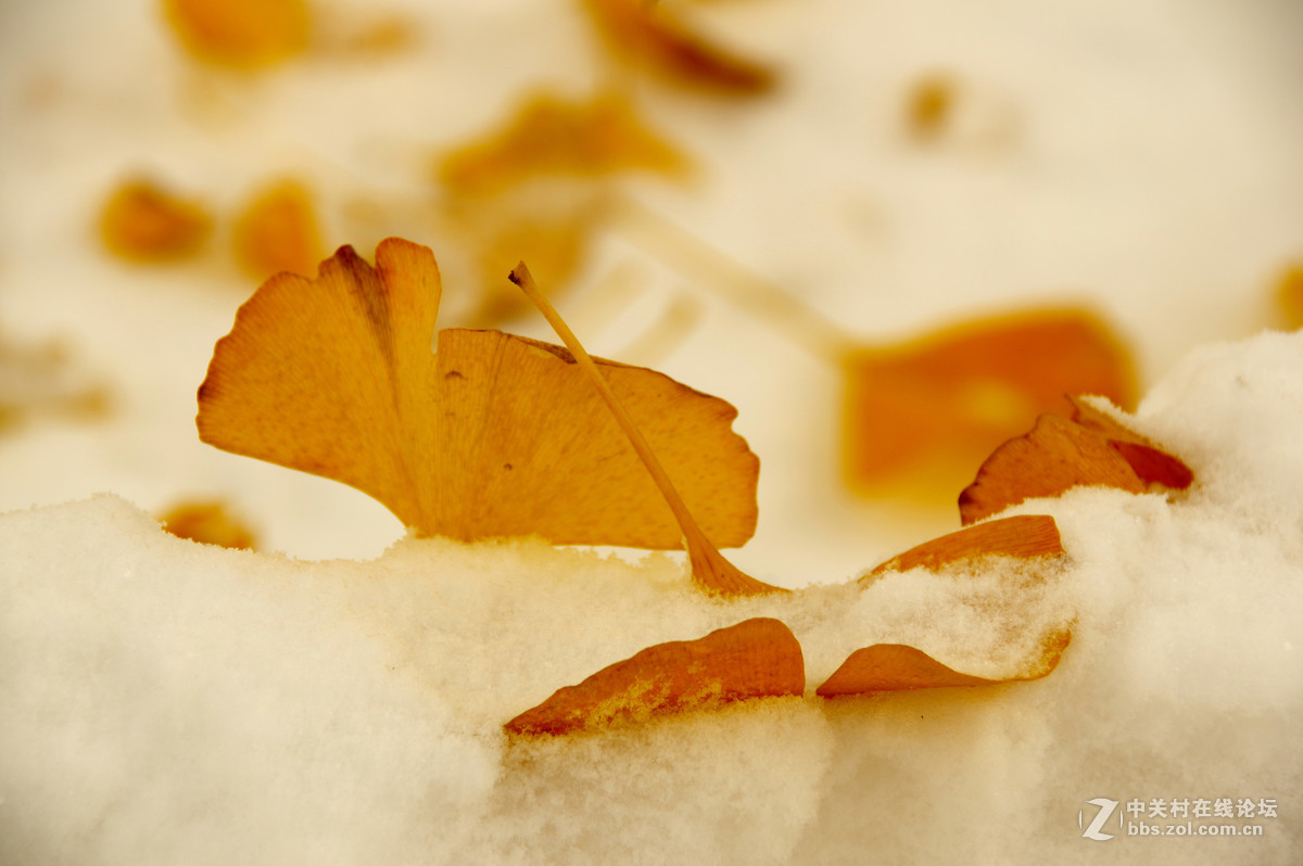 白皑皑一点黄色