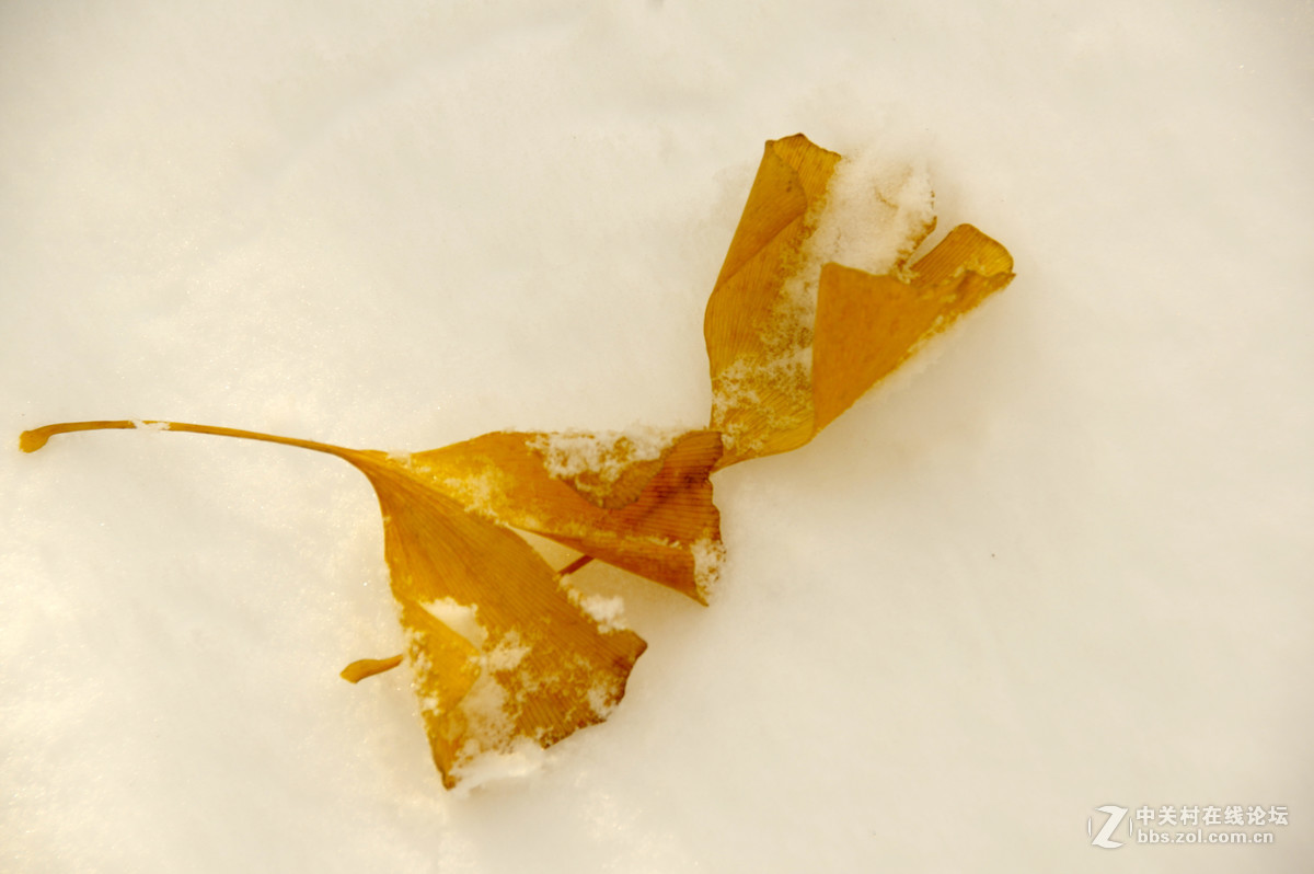 白皑皑一点黄色