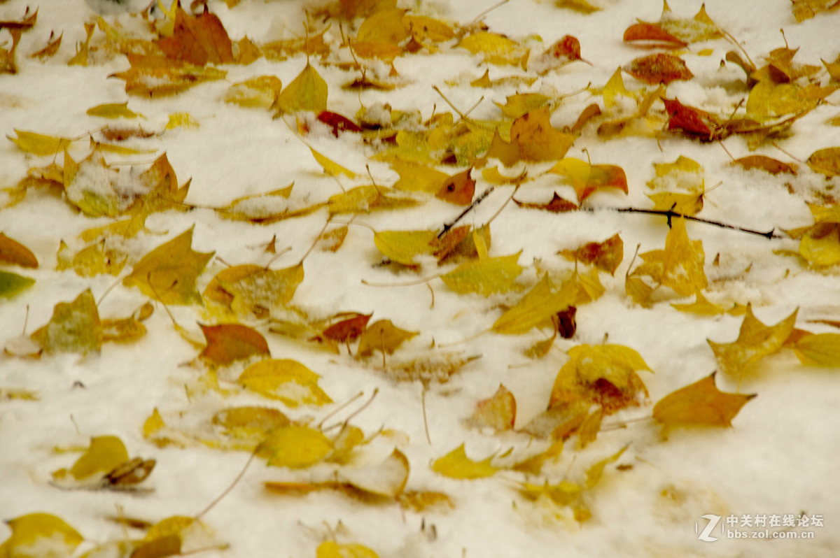 白皑皑一点黄色