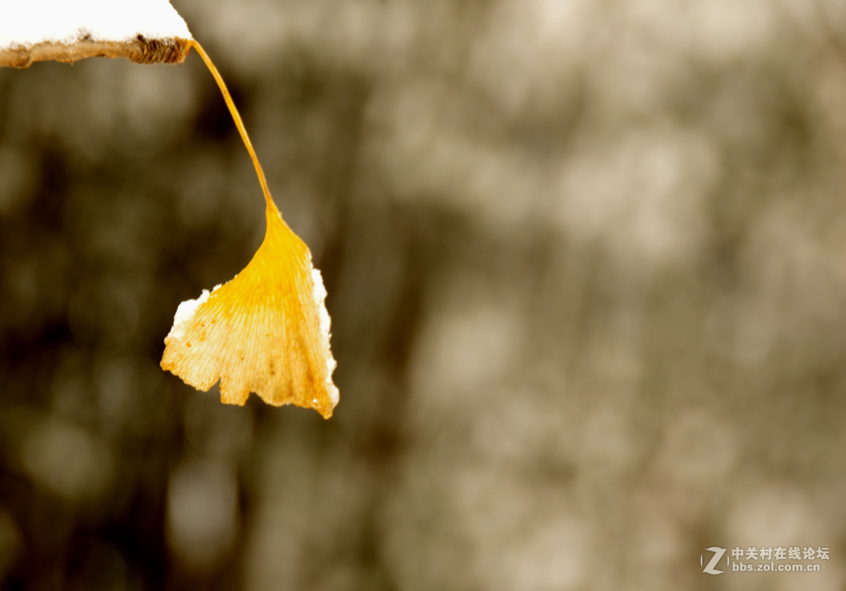 白皑皑一点黄色