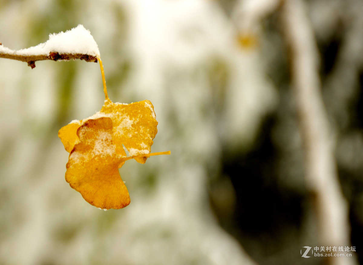 白皑皑一点黄色