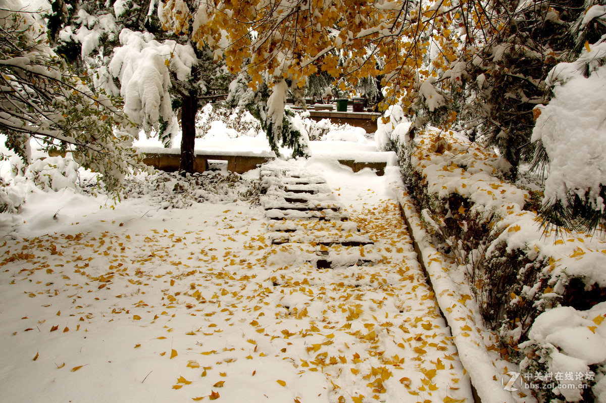 白皑皑一点黄色