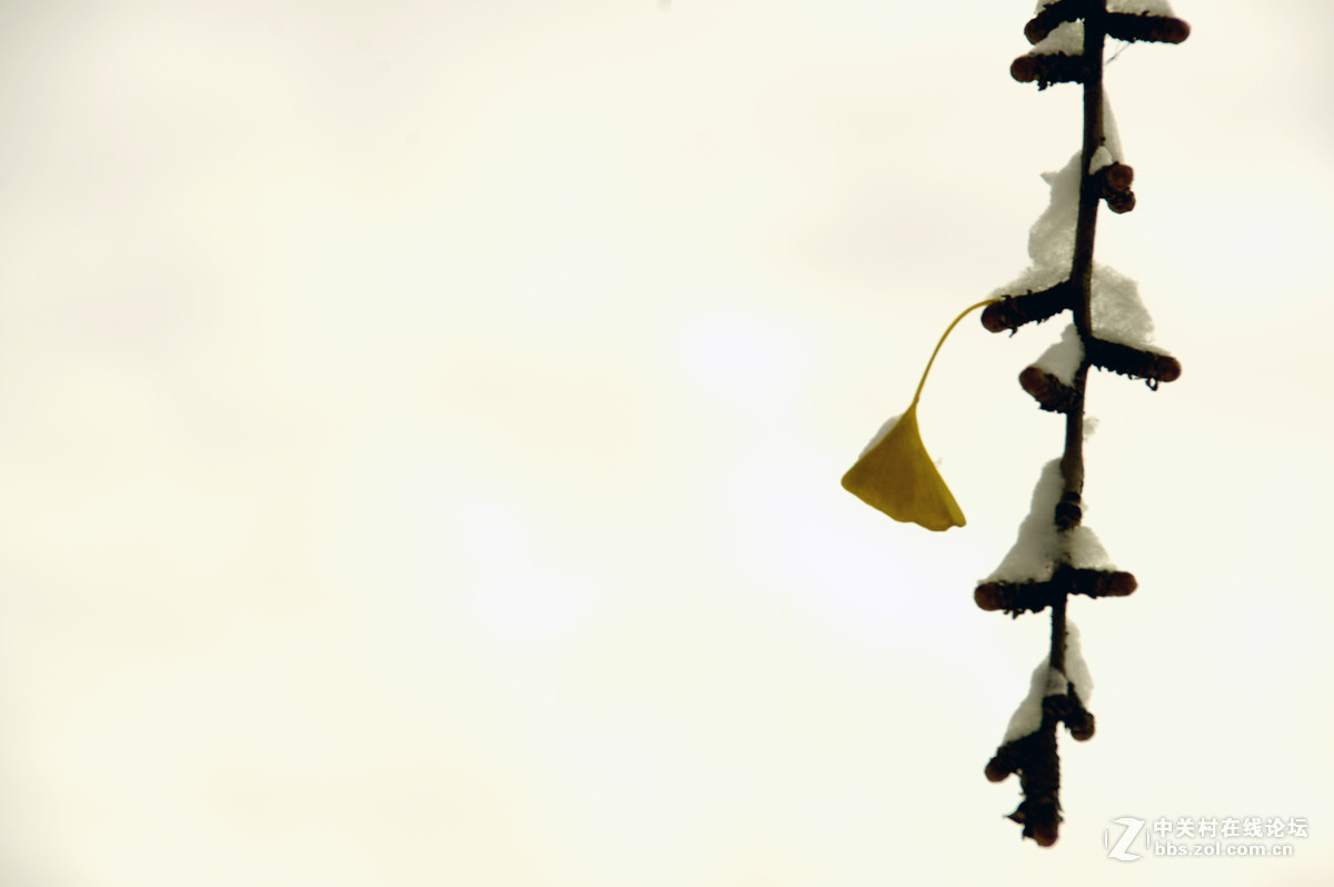 白皑皑一点黄色