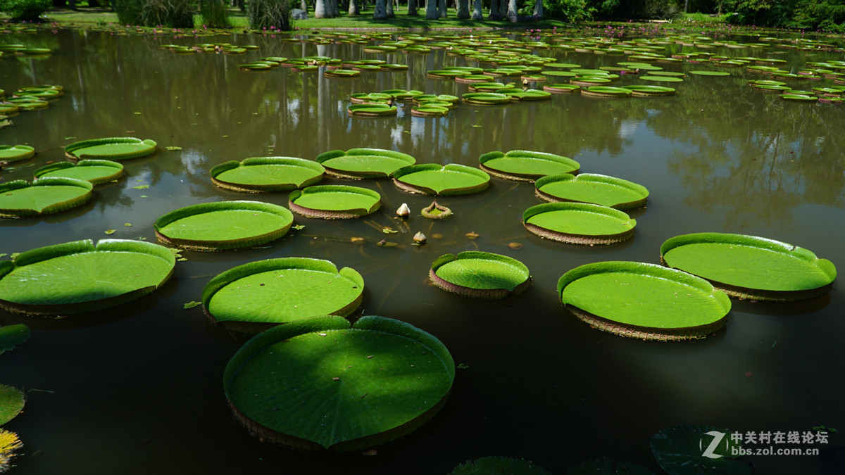 西双版纳勐腊植物园的王莲