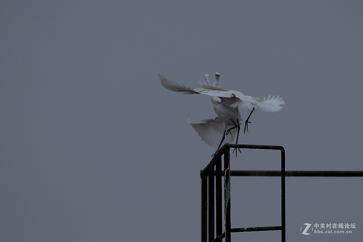 黄河口湿地 拍摄的一组白鹭