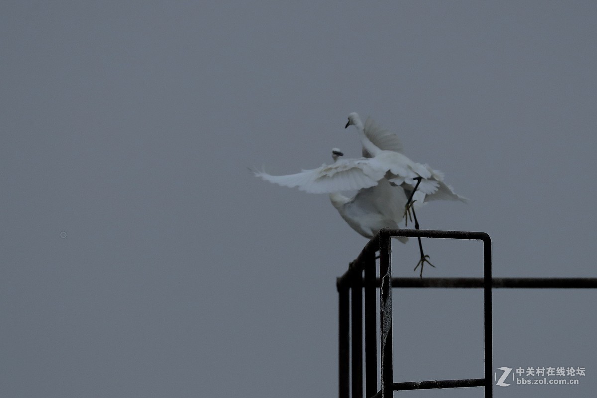 黄河口湿地 拍摄的一组白鹭