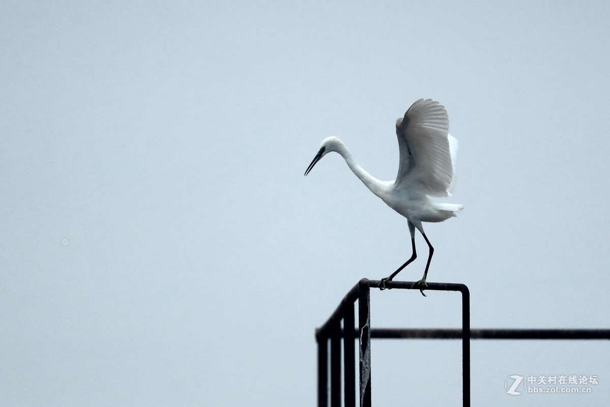 黄河口湿地 拍摄的一组白鹭