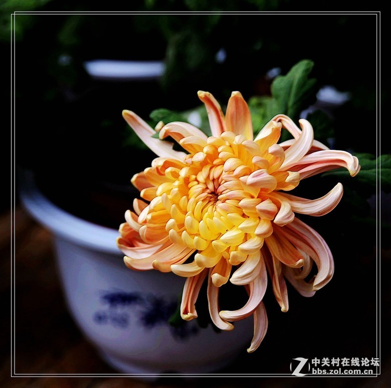 #版主做堂#2016年12月份中关村徐州摄影星空(中国)部分精华汇总