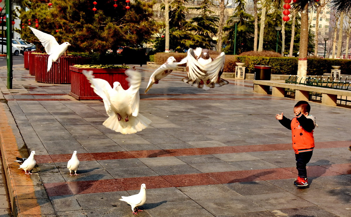 新城广场的鸽子