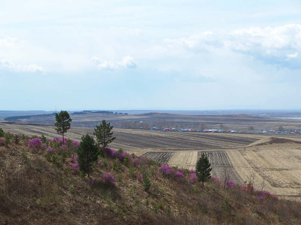 漫山遍野金达莱