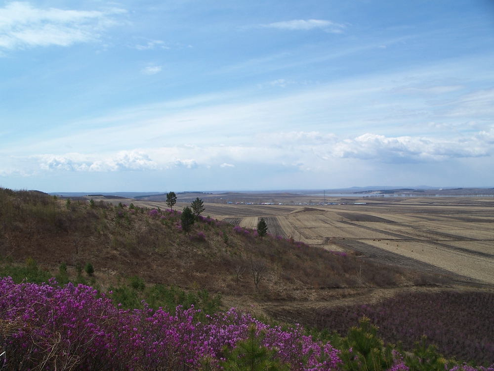 漫山遍野金达莱