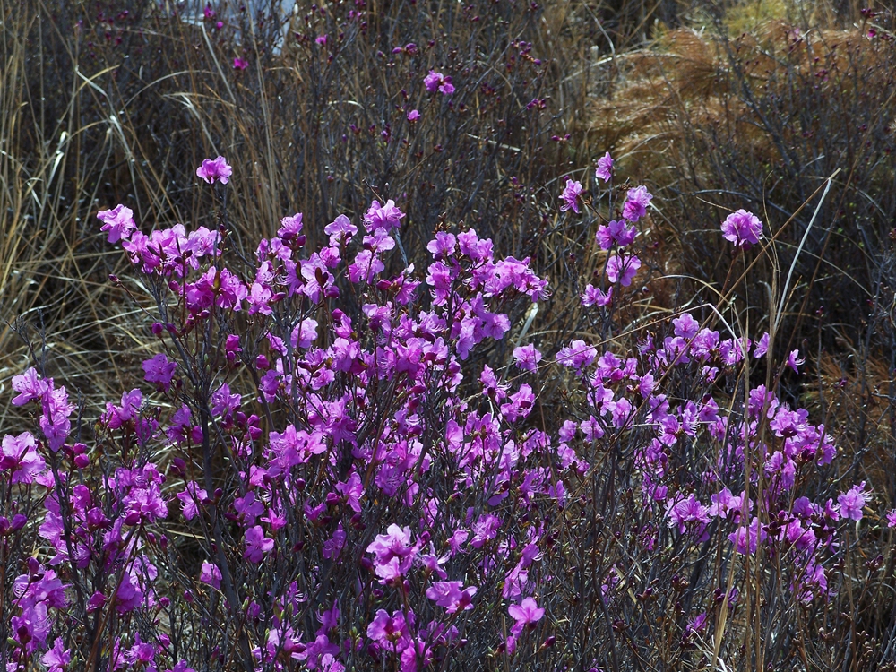漫山遍野金达莱