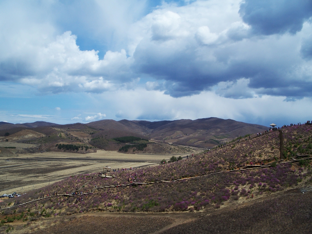 漫山遍野金达莱