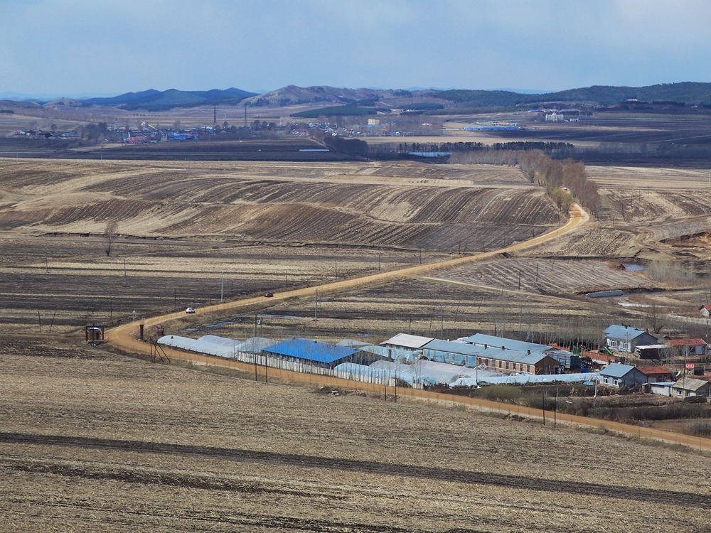 漫山遍野金达莱