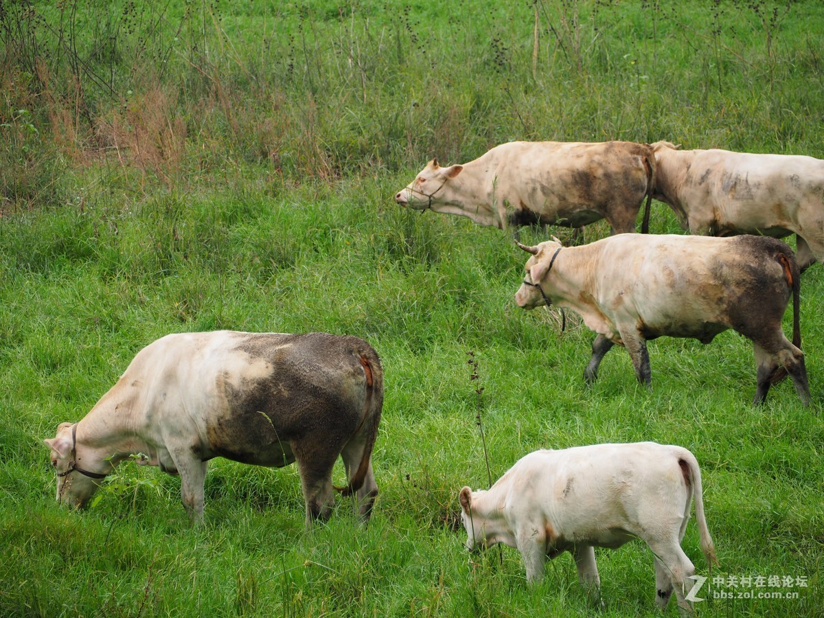老牛吃草