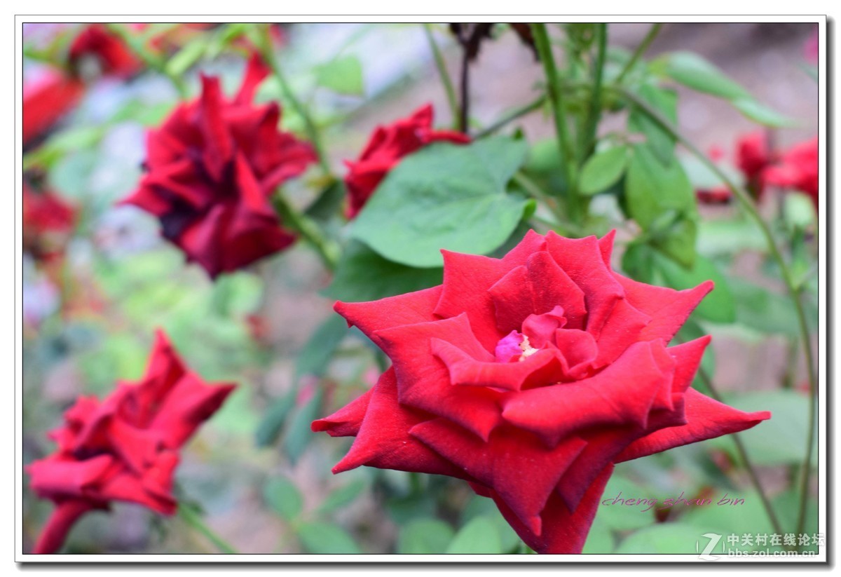 17年八月的月季！