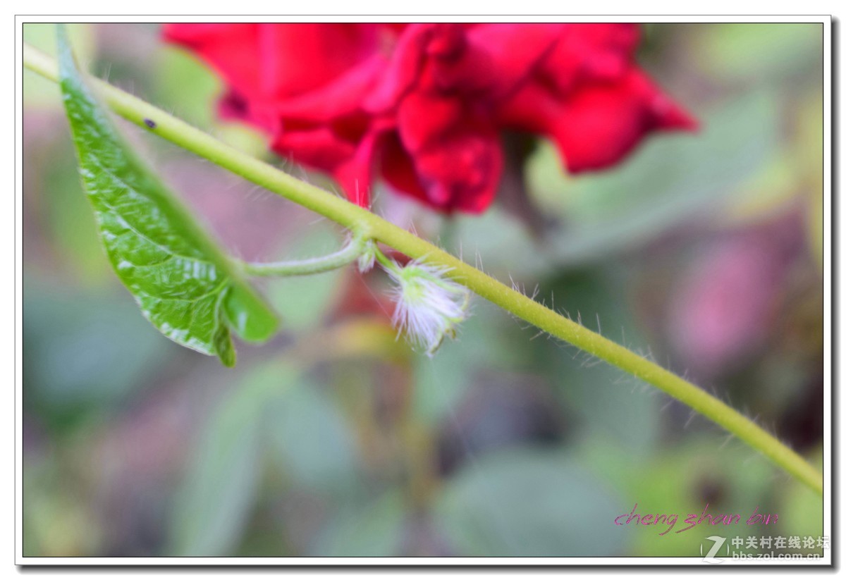 17年八月的月季！