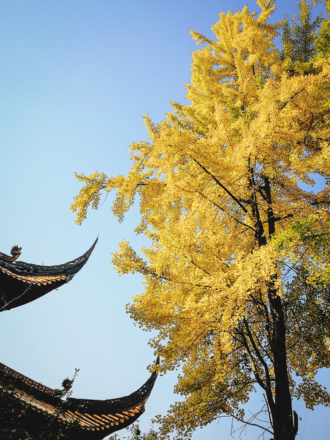 崇庆州文庙随拍