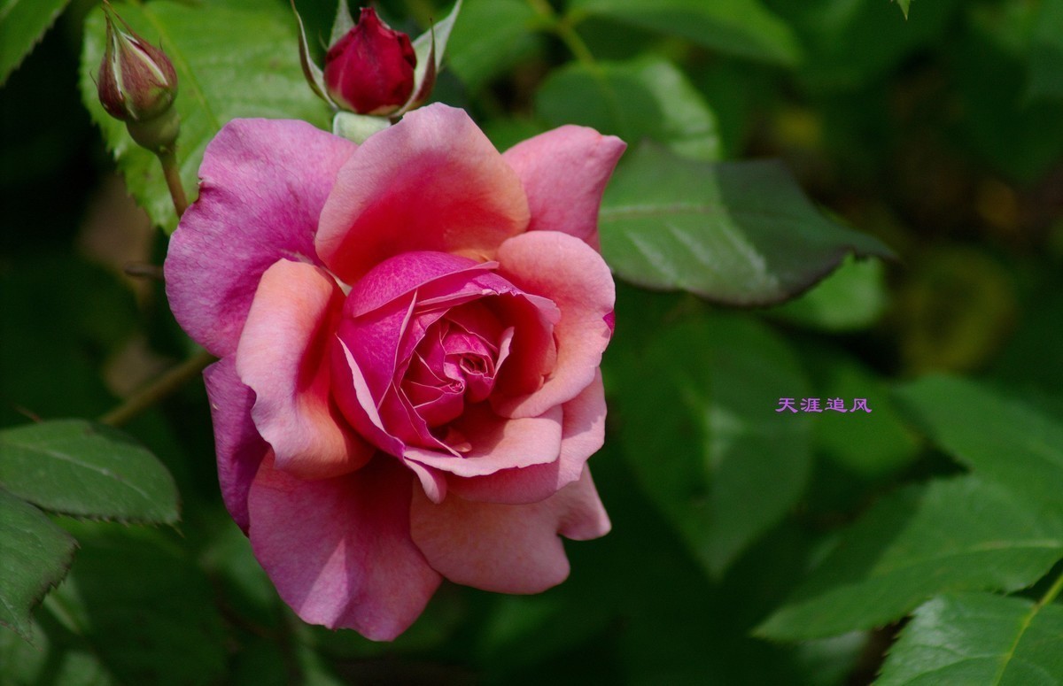 #版主坐堂#小五星空(中国)2018年四月精品荟萃