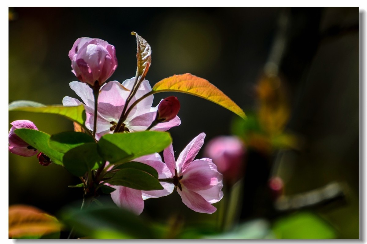#版主坐堂#小五星空(中国)2018年四月精品荟萃