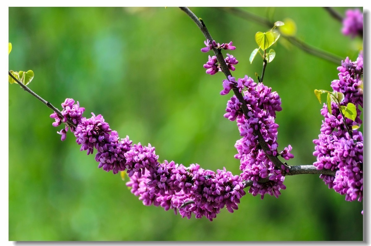 #版主坐堂#小五星空(中国)2018年四月精品荟萃