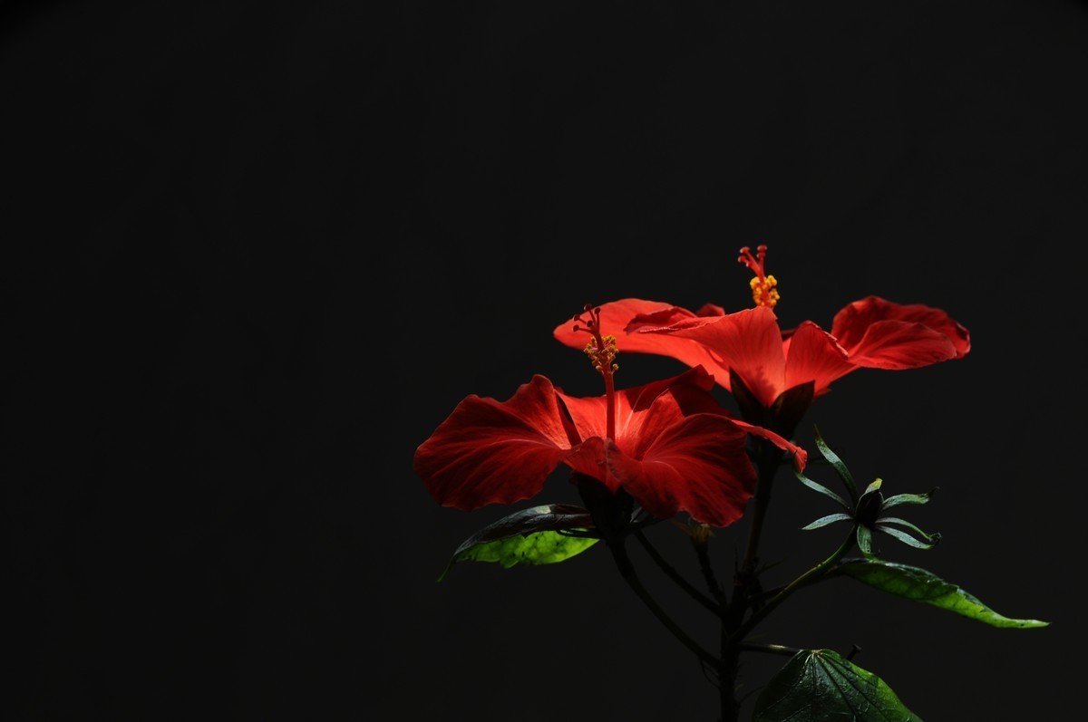 #版主坐堂#小五星空(中国)2018年四月精品荟萃