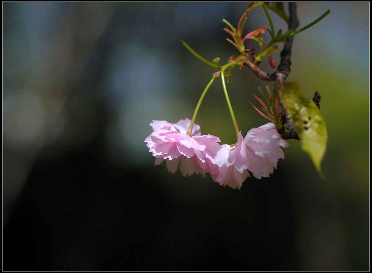 #版主坐堂#小五星空(中国)2018年四月精品荟萃