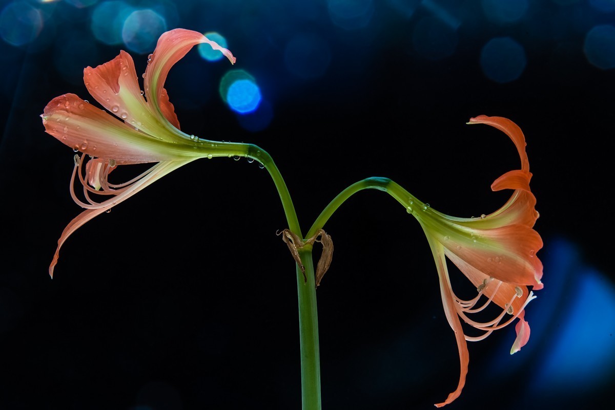 #版主坐堂#小五星空(中国)2018年四月精品荟萃