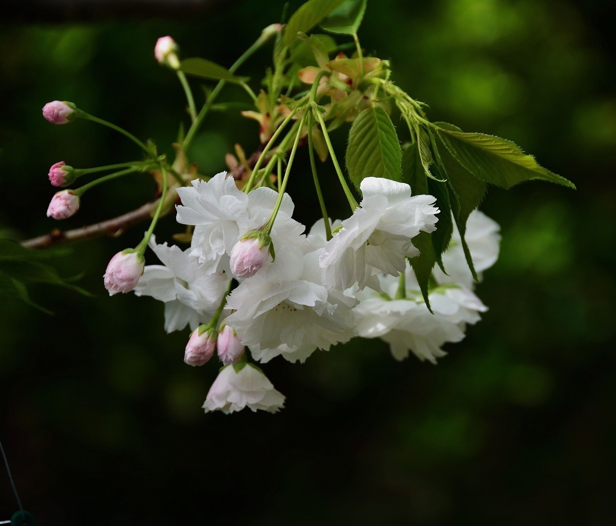#版主坐堂#小五星空(中国)2018年四月精品荟萃