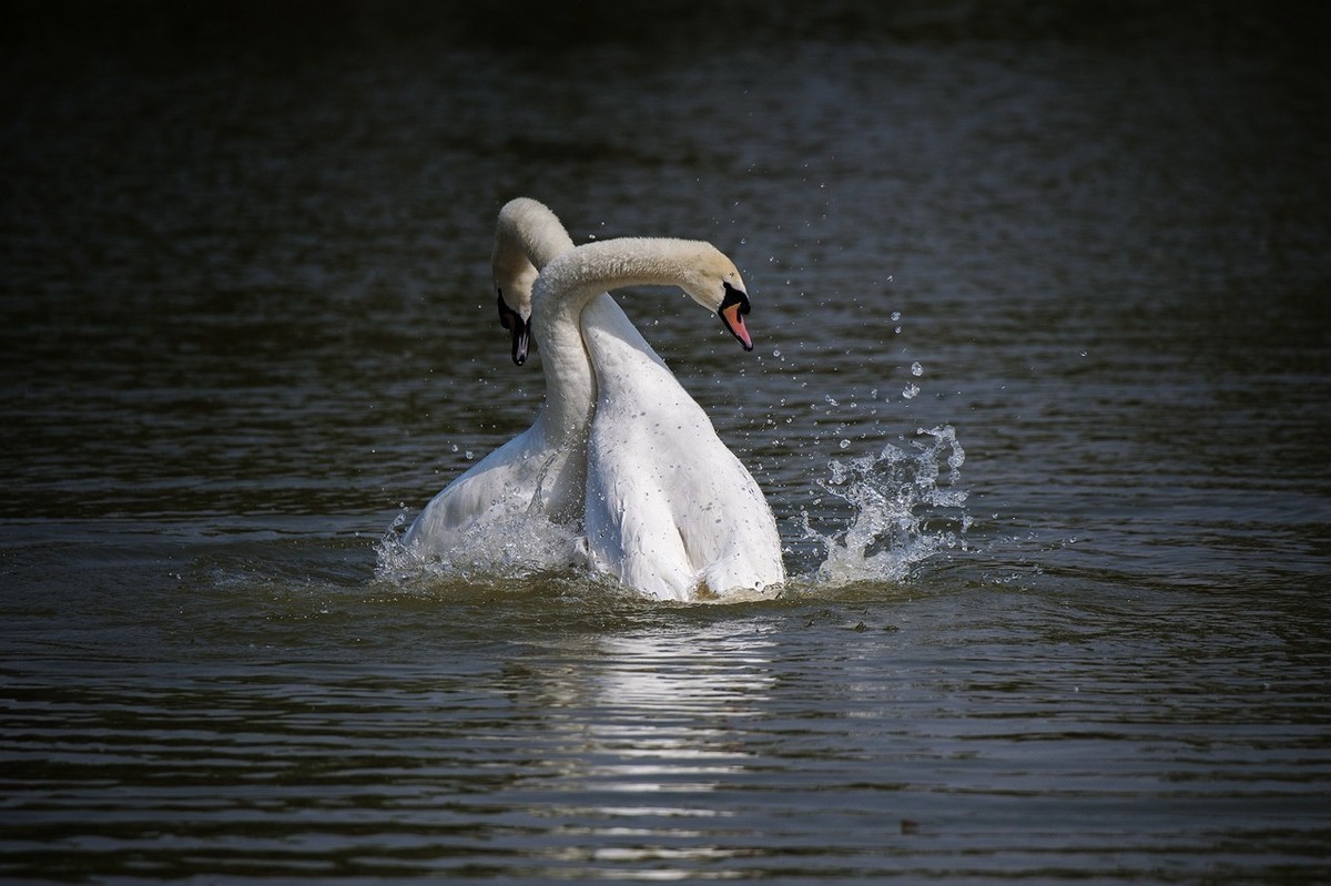 #版主坐堂#小五星空(中国)2018年四月精品荟萃