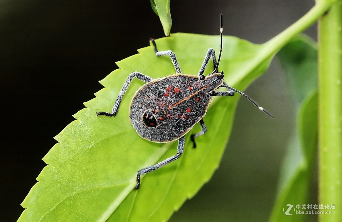 蝽虫18