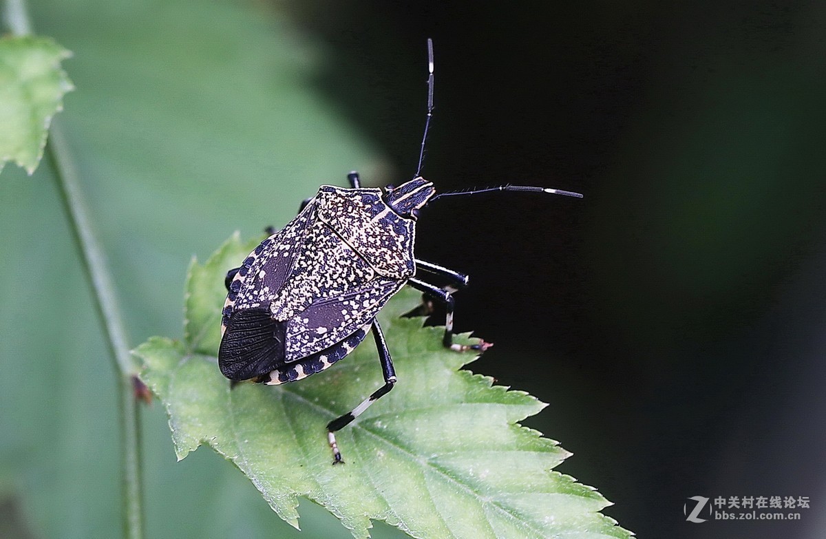 蝽虫18