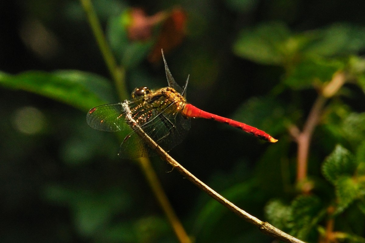 彭水石盘乡避暑拍的片片